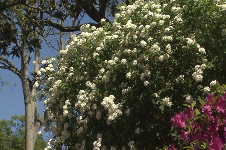 Bridal wreath complements azaleas